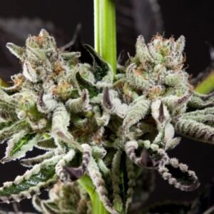 Pack de descubrimiento de flores y resinas ​- Pack 3