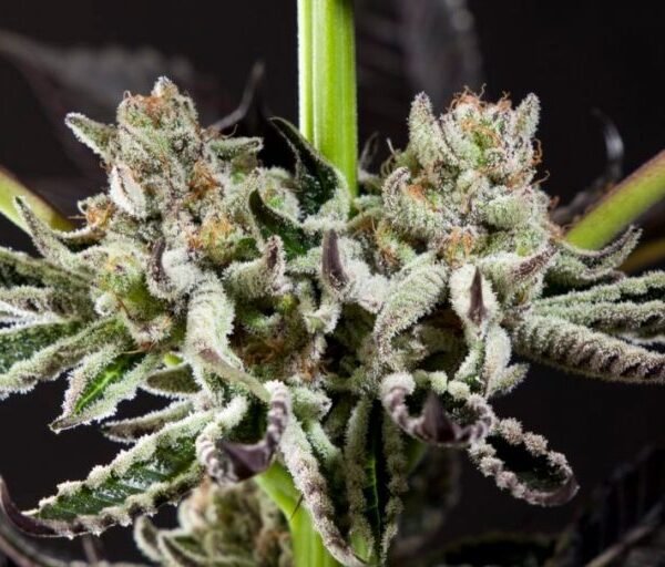 WEBPurple-Punch-x-Dosidos_0018-910x607-1-768x512