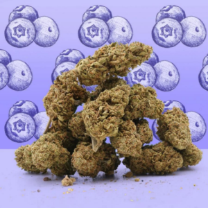 BLUEBERRY CBD GREENHOUSE